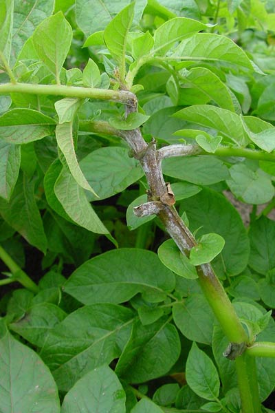 late blight stem sporulation on potato