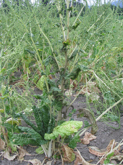 Aphids in a Swiss chard-1
