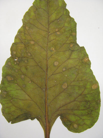 discrete, circular, necrotic lesions of Ramularia leaf spot