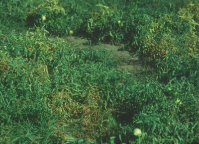 tomato plants showing symptoms of beet curly top virus