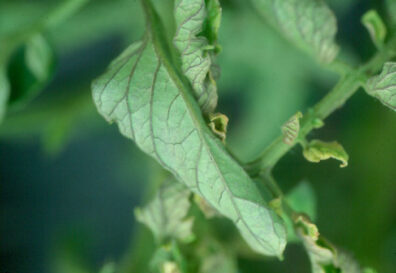 tomato plants showing symptoms of beet curly top virus-3