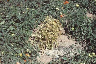 tomato plants showing symptoms of beet curly top virus-4