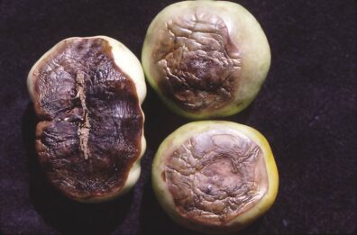 blossom end rot stymptoms on tomato