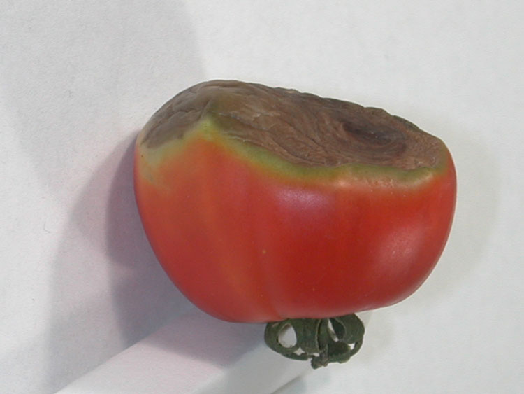 symptoms of blossom end rot on tomato fruit