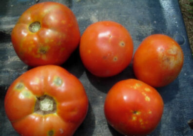 brown marmorated stink bug damage on tomato