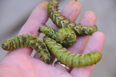 mature tomato hornworm-1