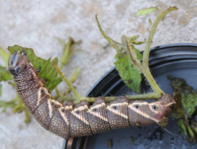 tomato hornworm-2