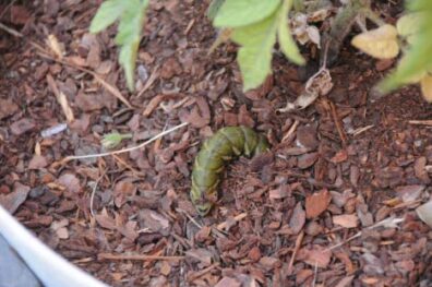 tomato hornworm on ground