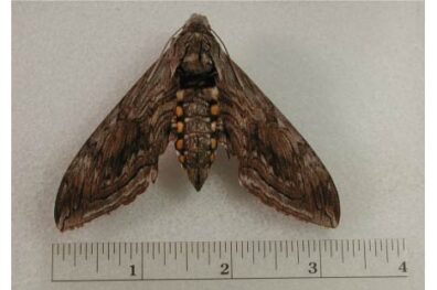 measuring tomato hornworm adult's size