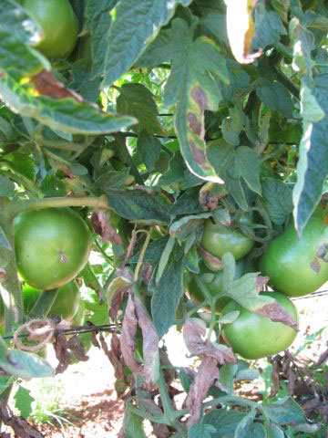 Verticillium wilt on tomato-4