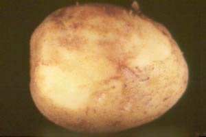 late blight of potato tuber