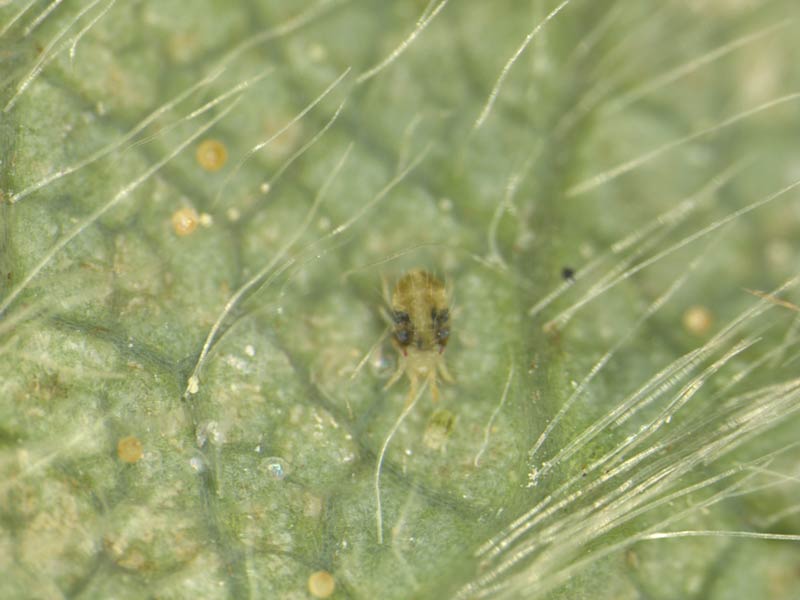 twospotted-spider-mite