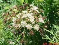 symptoms of Umbel blight