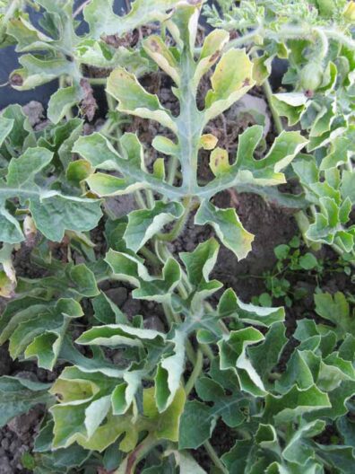 symptom of chlorosis of watermelon leaves