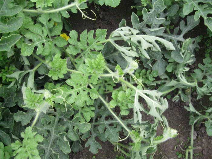 symptoms of verticillium wilt on watermelon leaves-1