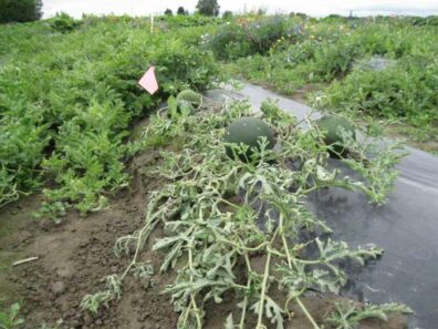 symptoms of verticillium wilt on watermelon leaves-2