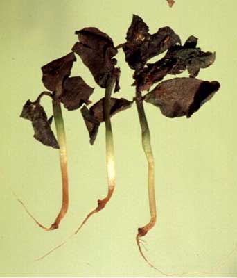 Damping-off symptoms on watermelon plants