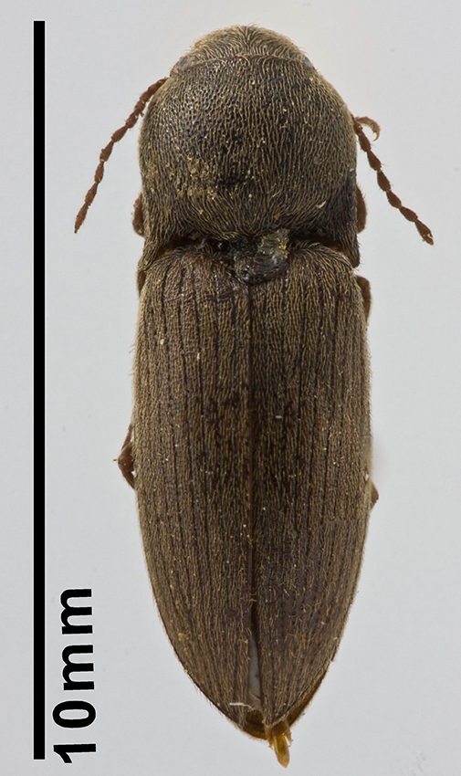 click beetle-1