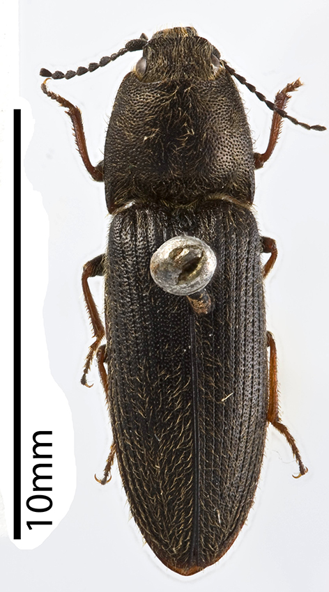 click beetle-2