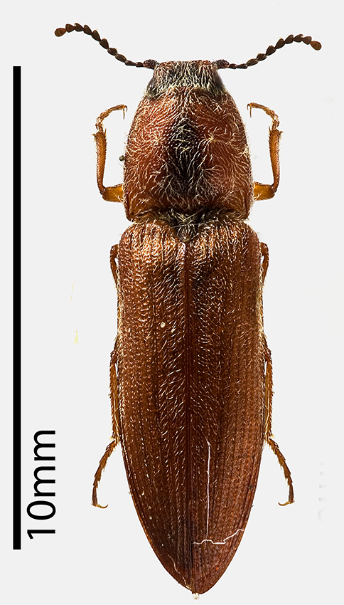 click beetle-3
