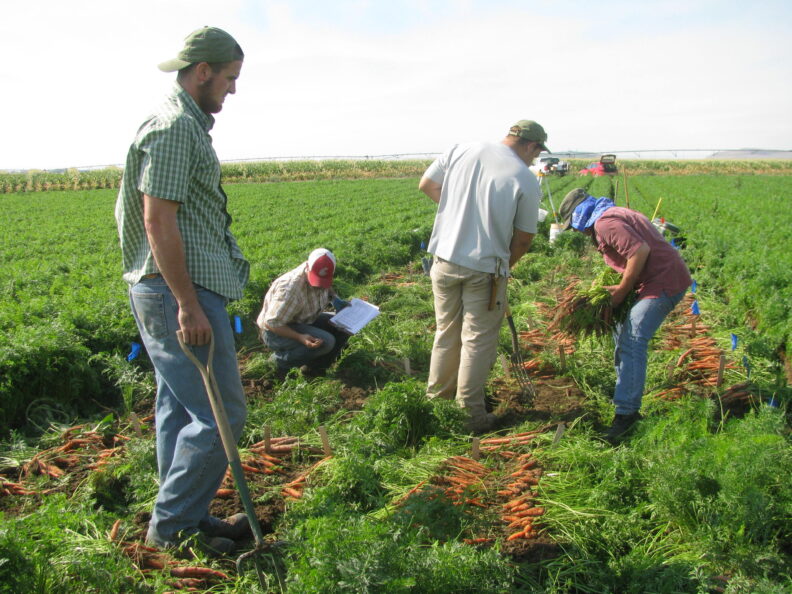 Eric and crew digging carrots