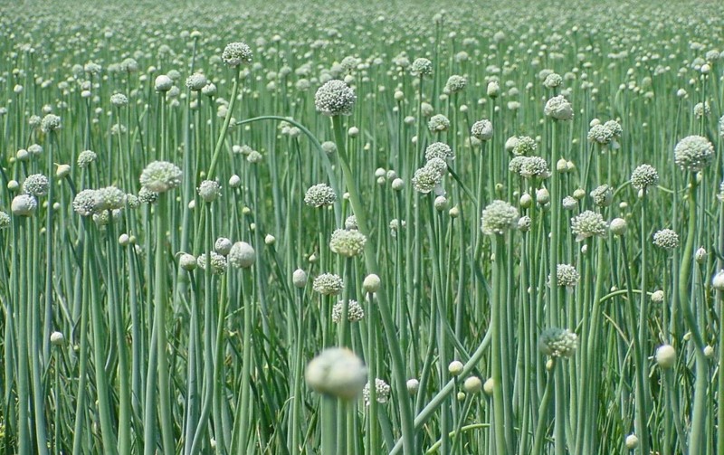 onion crop