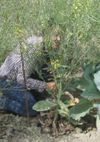 Shannon Carmody in a field