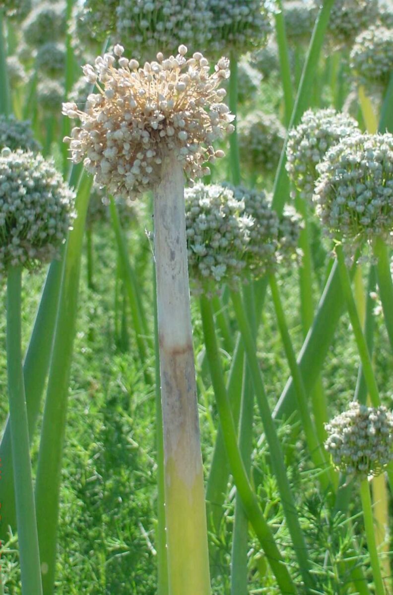 onion seed crop showing umbel blight from the fungus Botrytis