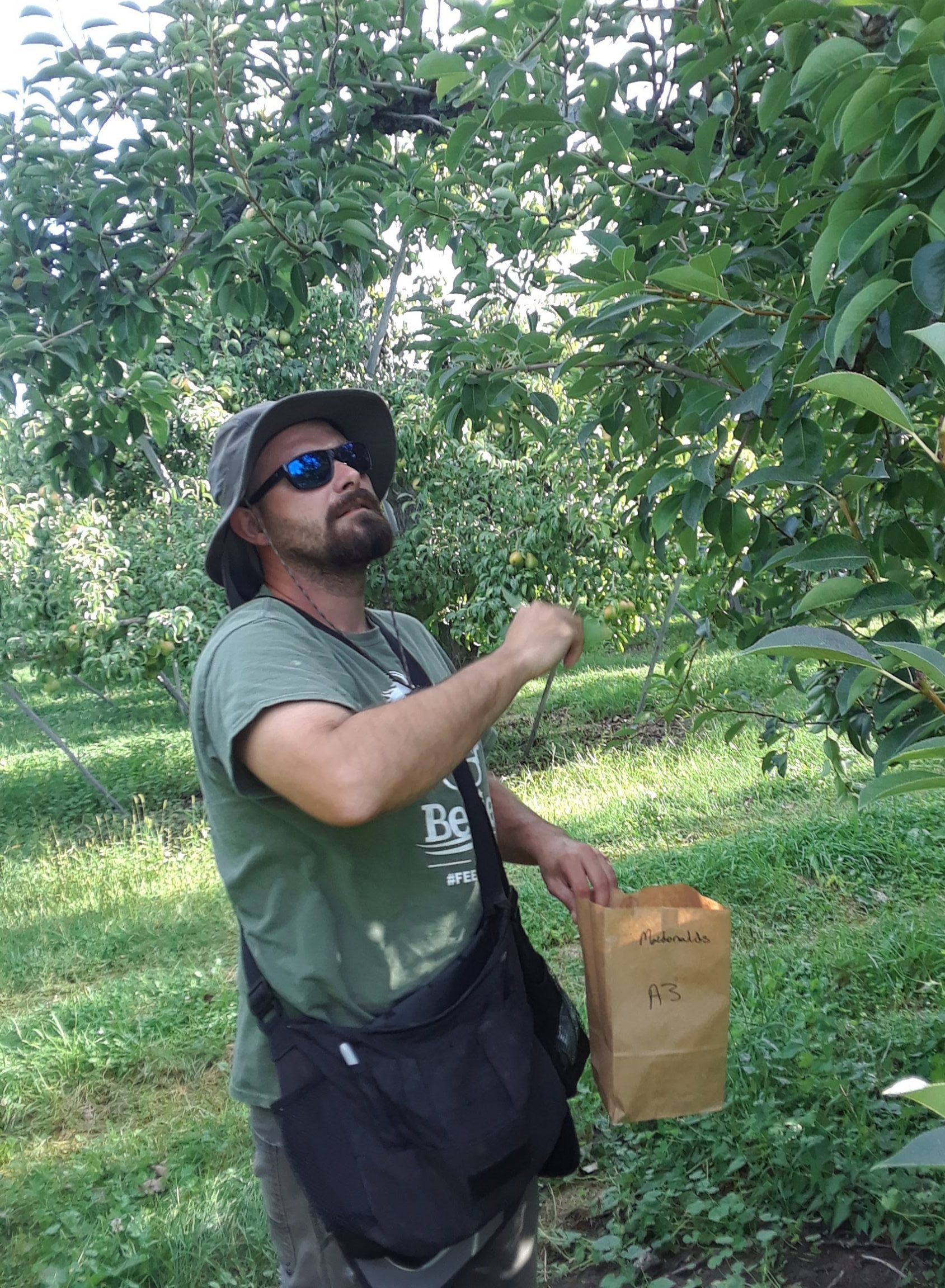 Lukas picking pear leaves