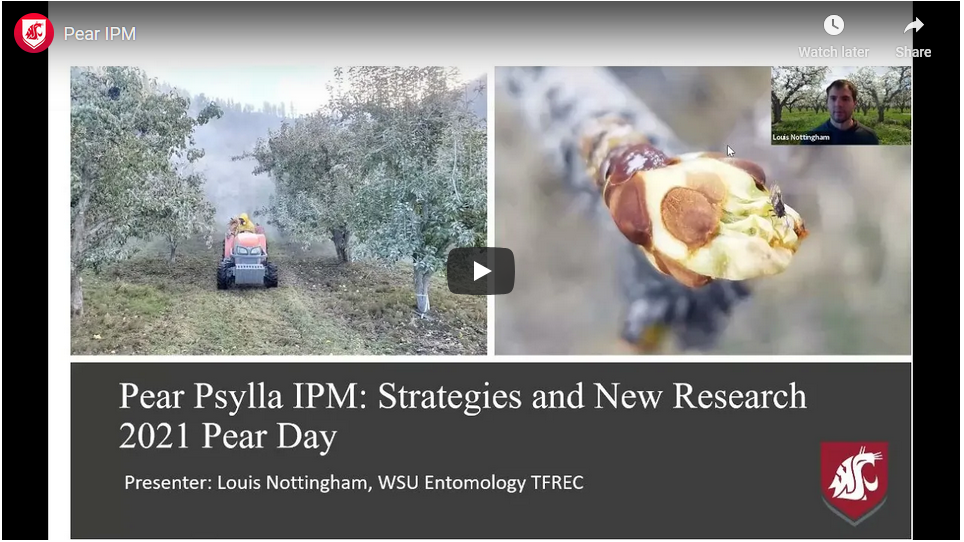 title slide of pear ipm presentation showing a tractor spraying kaolin clay in a pear orchard and a closeup of a pear bud