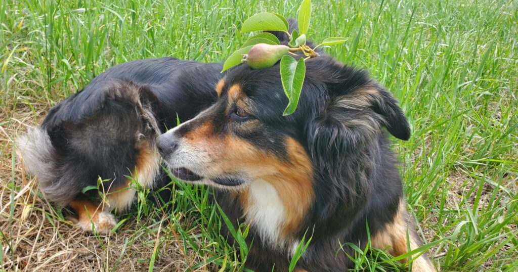 a very cute black dog with tan and white markings patiently poses for a picture with a small pear on her head.