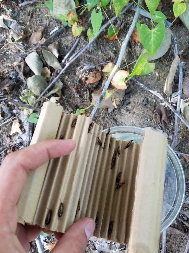 a hand holding a strip of corrugated cardboard, on which are about a dozen earwigs.