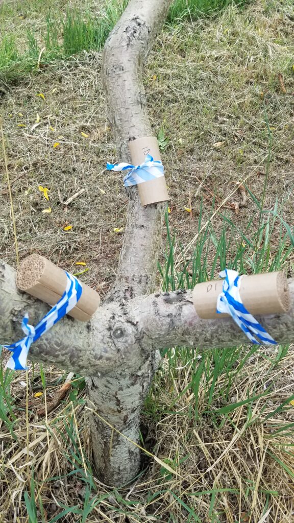 three rolls of corrugated cardboard tied to three limbs of a pear tree with blue and white striped flagging tape.
