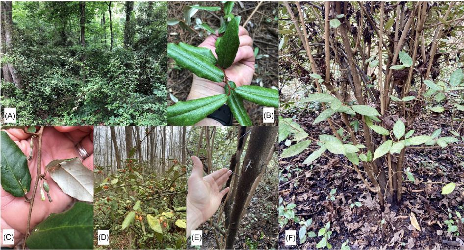 6 pictures of plants showing the characteristics of Elaeagnus pungens in Calhoun County, South Carolina, USA: (A) dense, sprawling growth; (B) leaf surface is dark green and waxy; (C) leaf undersides are silver and reflective; (D) fruit is red drupes; (E) thorns 2.5–5 cm in length grow on branches; (F) growth is multistemmed and freely branched. Photos A, D, E, and F by MND; photos B and C by DRC.