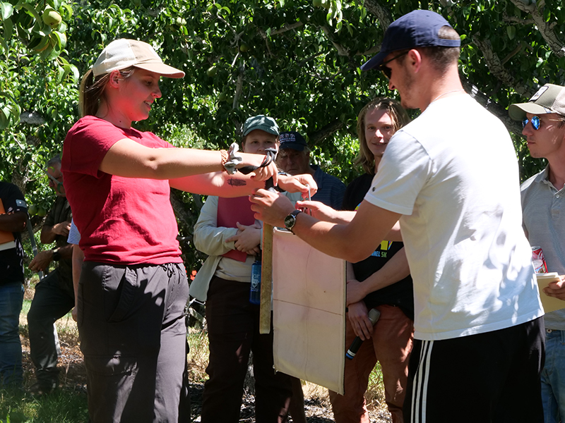 A person with a tan hat with ponytail sticking out wearing a red shirt and grey pants is handing a beating tray to a person wearing a blue ball cap and white shirt in a pear orchard.