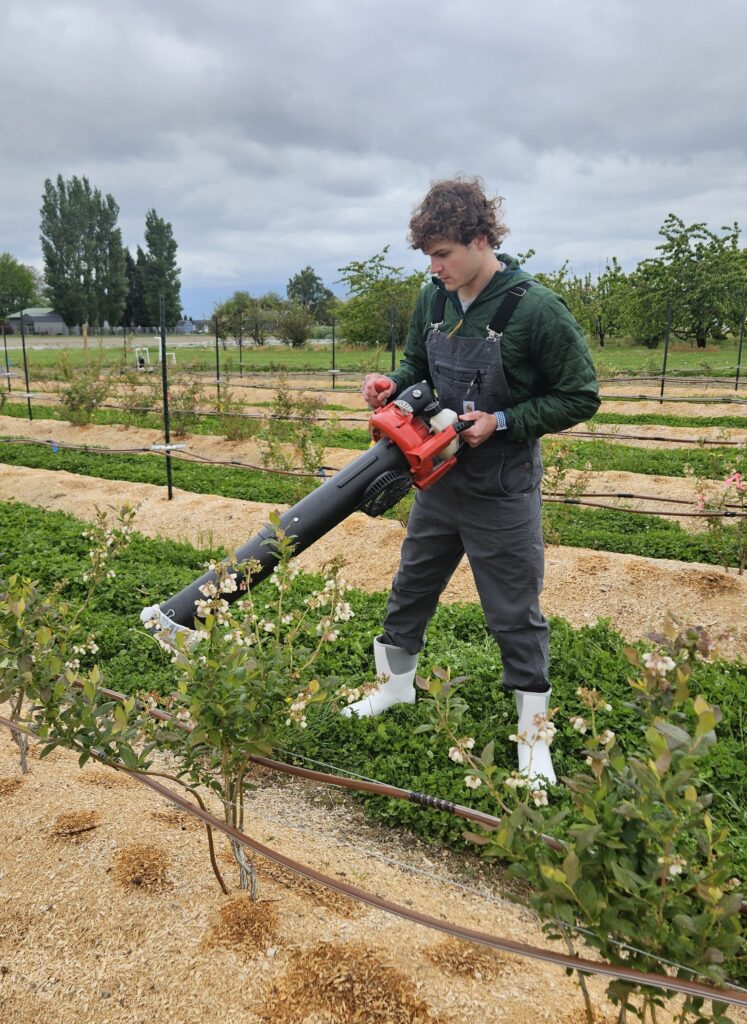 a person wearing dark overalls and white boots holds a leaf blower/vacuum over plants in a field.