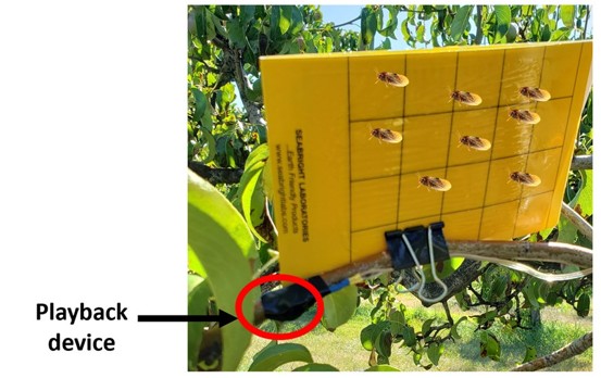 a yellow card clipped to a tree branch with a binder clip with a small black playback device in the bottom left corner, indicated with a red circle and text.