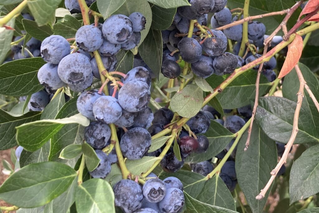 clusters of small blue fruits growing on green plants