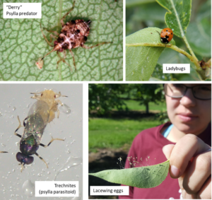 collage of four photos showing closeups of "derry" psylla predator, ladybugs, lacewing eggs and trechnites