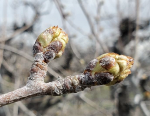 closeup of two pear buds in the orchard