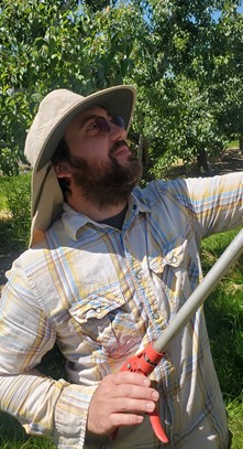 man with a beard and a floppy hat holding a pruner and looking up. he is standing in an orchard in front of green trees
