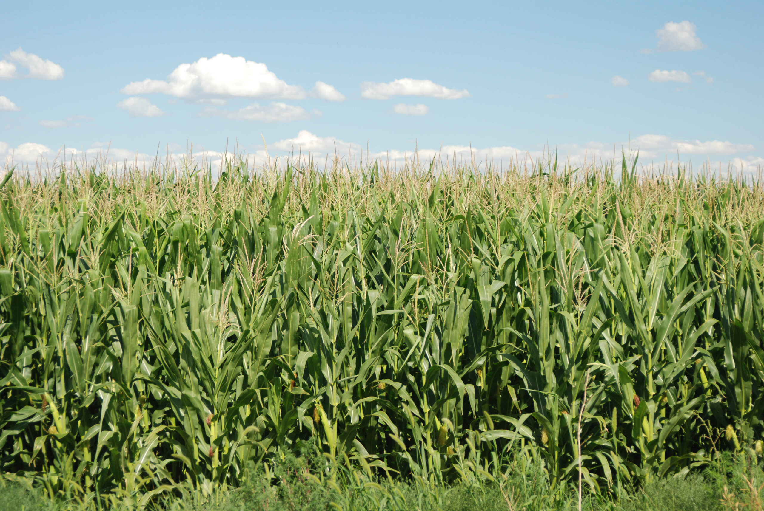A large corn field with tall, green stalks of corn with the blue sky and a couple white clouds in the back.