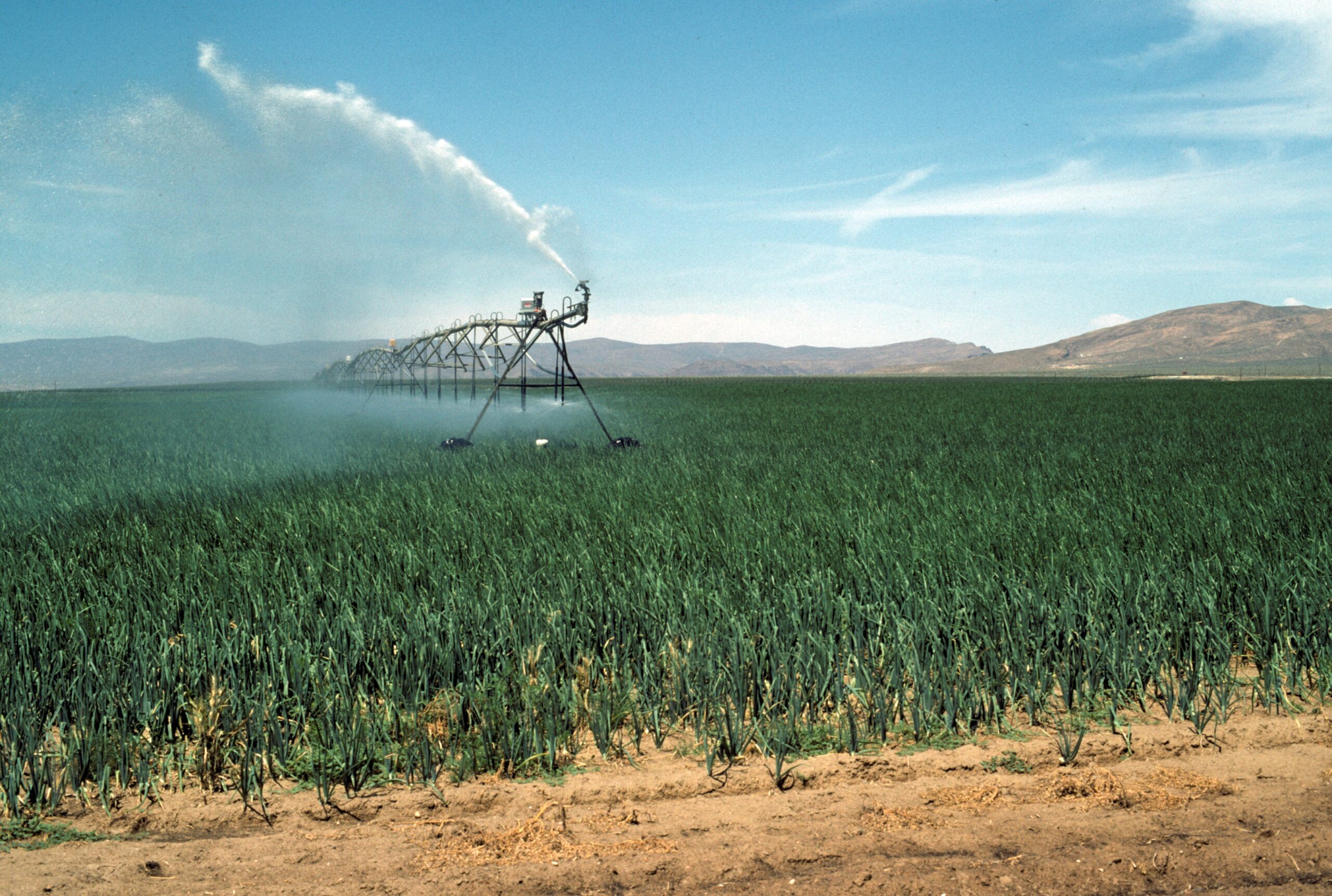A crop of onions with a large sprinkler/irrigation system watering the crop.