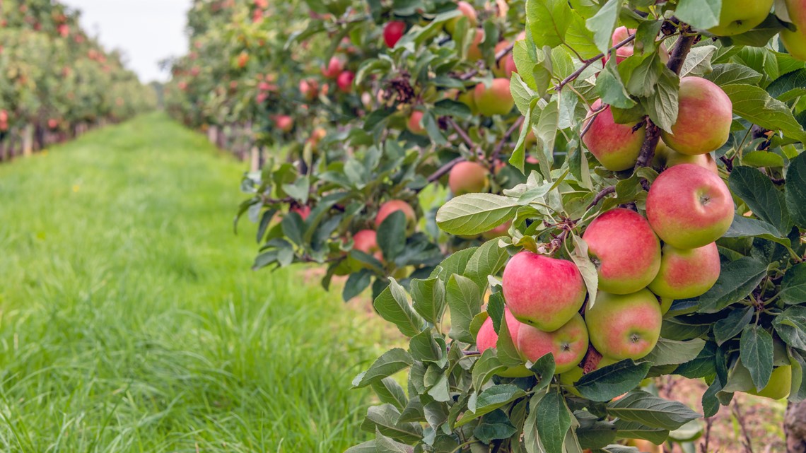 Rows of apple trees in an apple orchard with big, ripe red apples hanging from each tree.