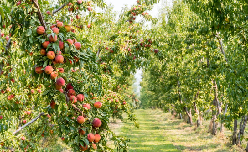 A large branch full of perfectly ripe, blush-colored peaches, ready to be picked in a large green orchard. 