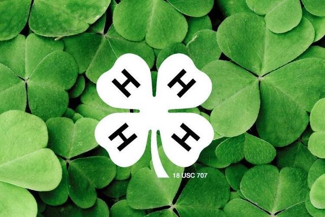 Green four-leaf clovers with a white 4-H clover displayed in front.
