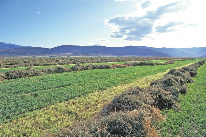 Freshly cut alfalfa laying in a field, with a blue cloudy sky up above. 
