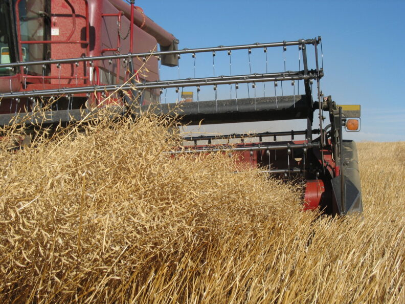 A large red combine harvesting a crop of canola. 