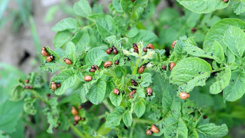 An infestation of small orange and brown bugs that are hanging on top of the green miny plant. 