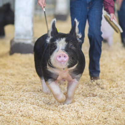 A black and white pig with a pink nose, mid trot is being exhibited and judged at the Grant County fair. The exhibitor follows closely behind the pig, using a show stick to properly control the pig while showing. 